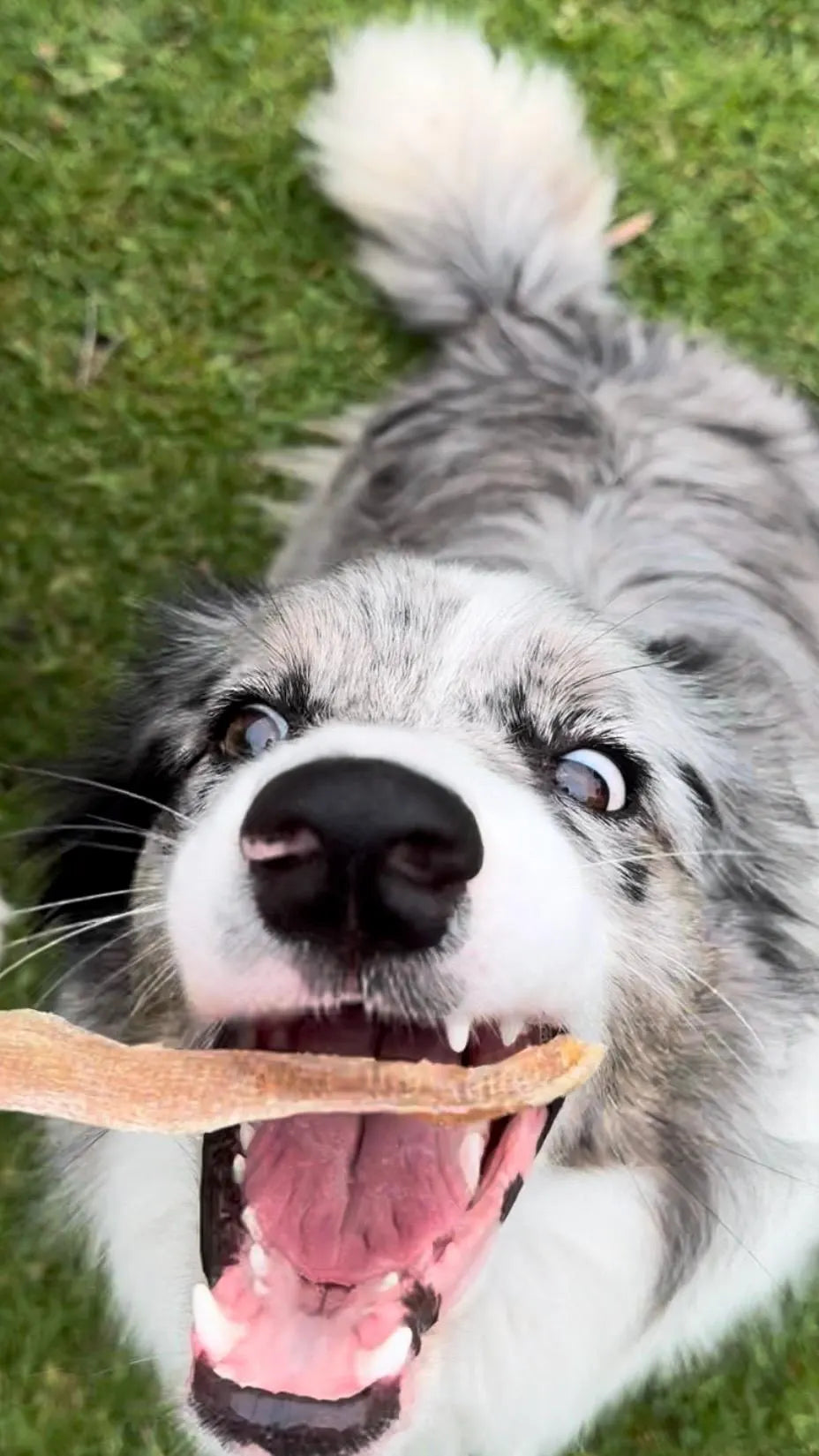 Natural Dog Treats | Dried Chicken Breast Jerky